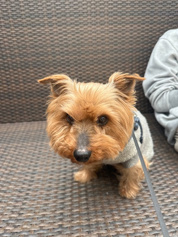 Casual afternoon moments documented across Ramat Gan neighborhoods