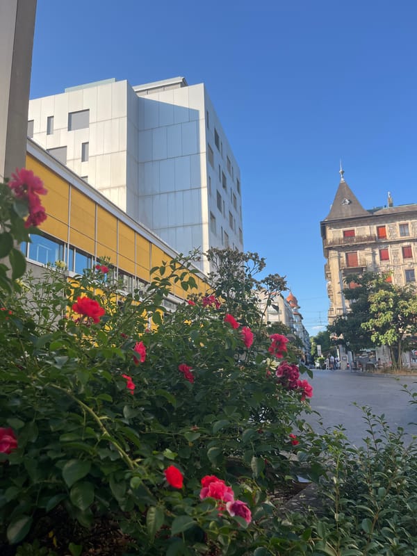 Geneva street scene: rose bush, mansard rooftop, sunny afternoon