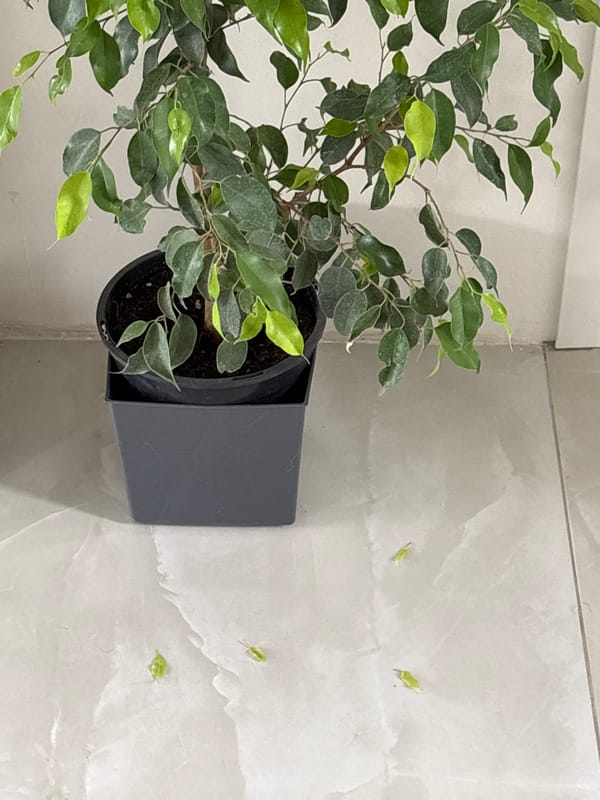 Potted plant with scattered leaves observed on tiled surface