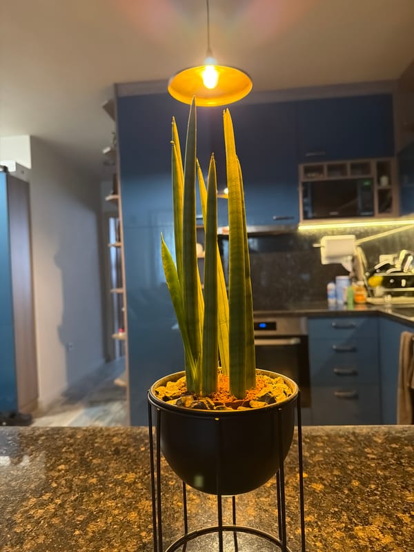 Snake plant displayed on kitchen counter with blue cabinets