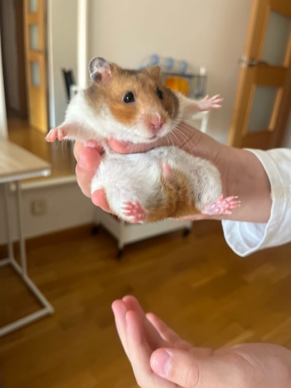 Barcelona resident tends to pet hamster during morning routine