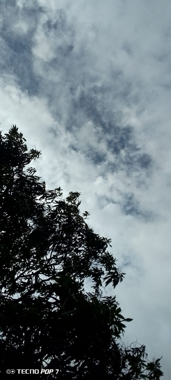 Dramatic overcast skies documented over Altagracia, Venezuela trees