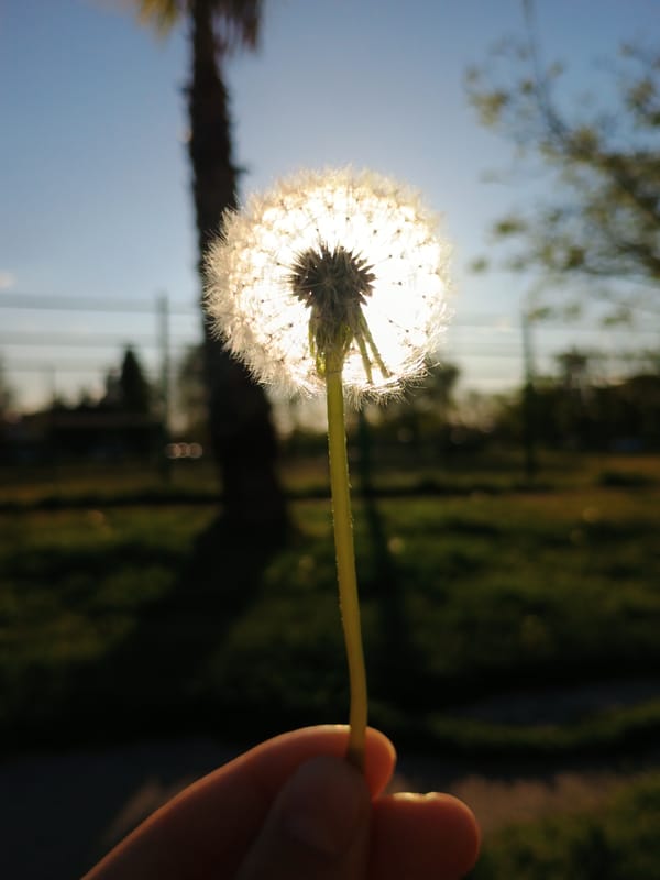 Person photographs backlit dandelion seed head in Plovdiv park