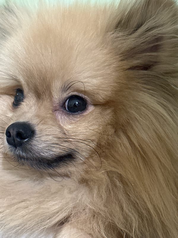 Pomeranian dog photographed sleeping and resting in Votkinsk, Russia