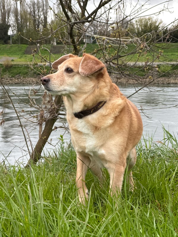 Woman documents morning routine and riverside dog walk in Zagreb