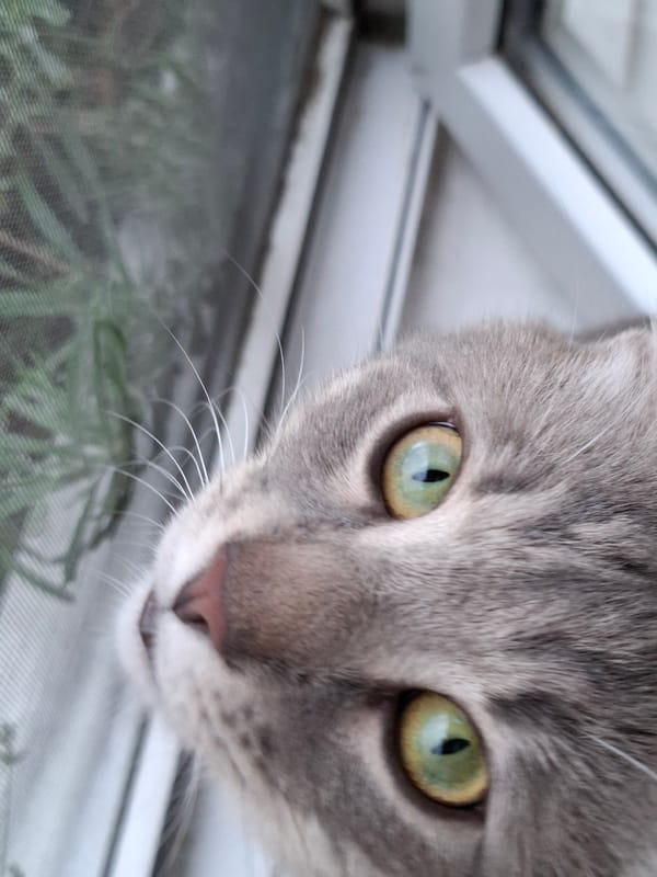 Tabby cat photographed in playful poses around Zemun home