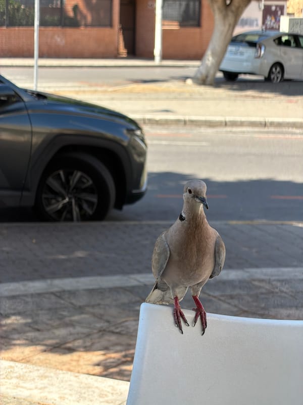 Café terrace birds and coffee in coastal La Vila Joiosa