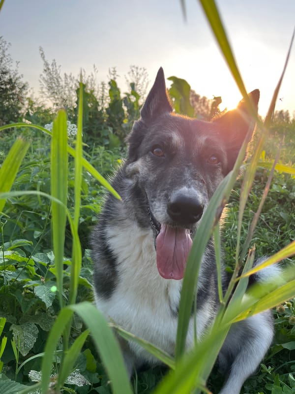 Dogs roam rural Nizhny Tagil roads at sunset