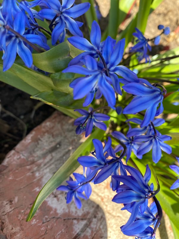 Spring blooms and outdoor activities documented across Russian towns