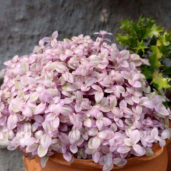 Plant enthusiast documents succulent collection in Tinaquillo, Venezuela