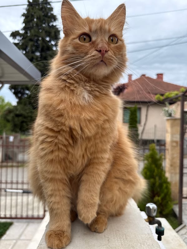 Ginger cat photographed relaxing outdoors in Berkovitsa, Bulgaria