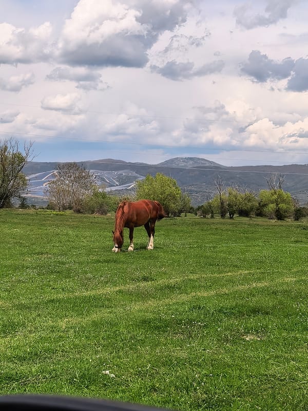 Brown horse grazes peacefully in Bulgarian countryside field