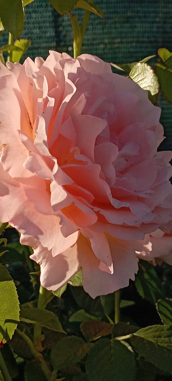 Rose garden in Radisne blooms in early summer light