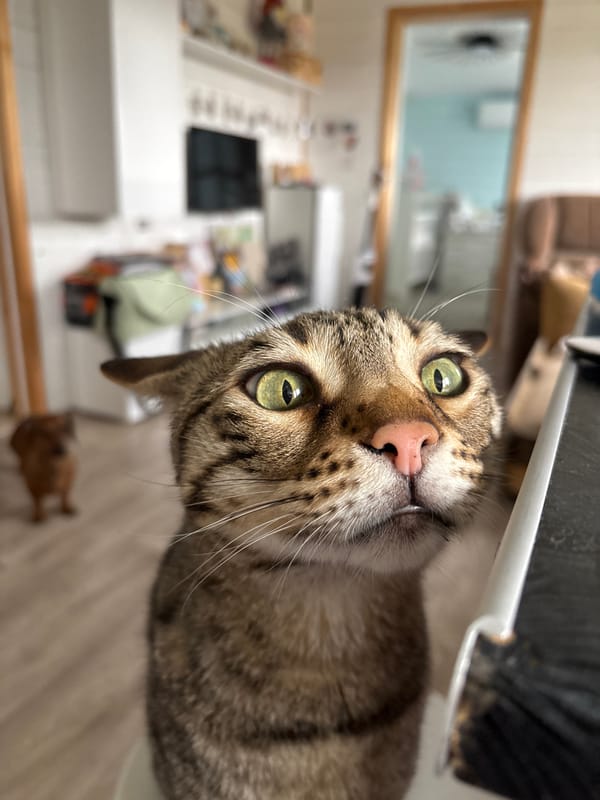 Pet photos captured during quiet morning in Russian village