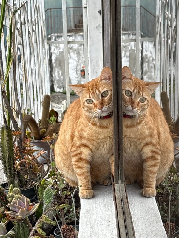 Red-collared tabby among cacti and mirrors in Carrizal