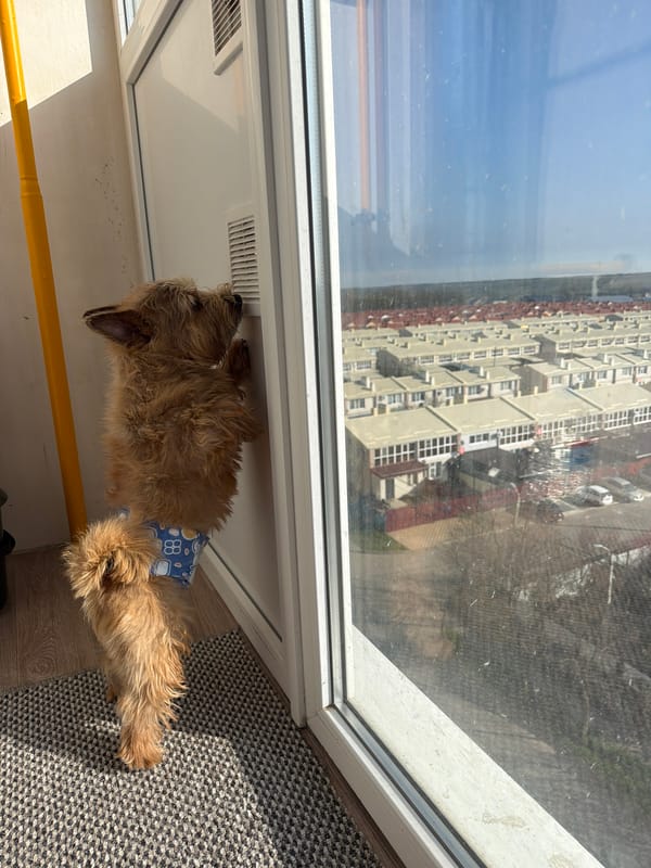 Dog in diaper rests in sunlit room