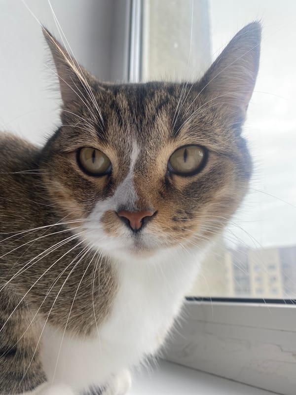 Tabby cat up close in Novokuybyshevsk, Russia