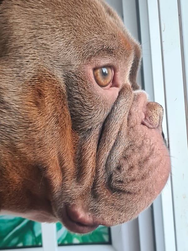 Wrinkly shar-pei type dog, multiple close-up angles