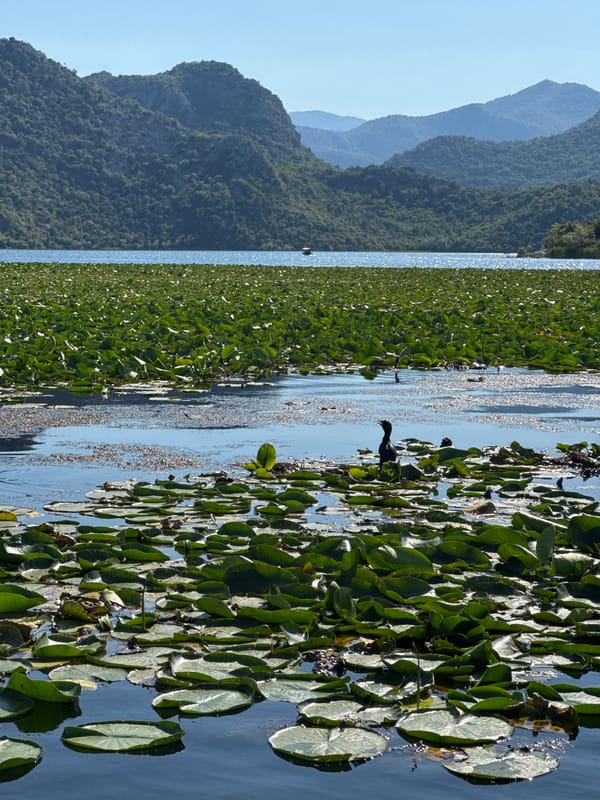 Lake Skadar lily pads and birds observed near Dodoši