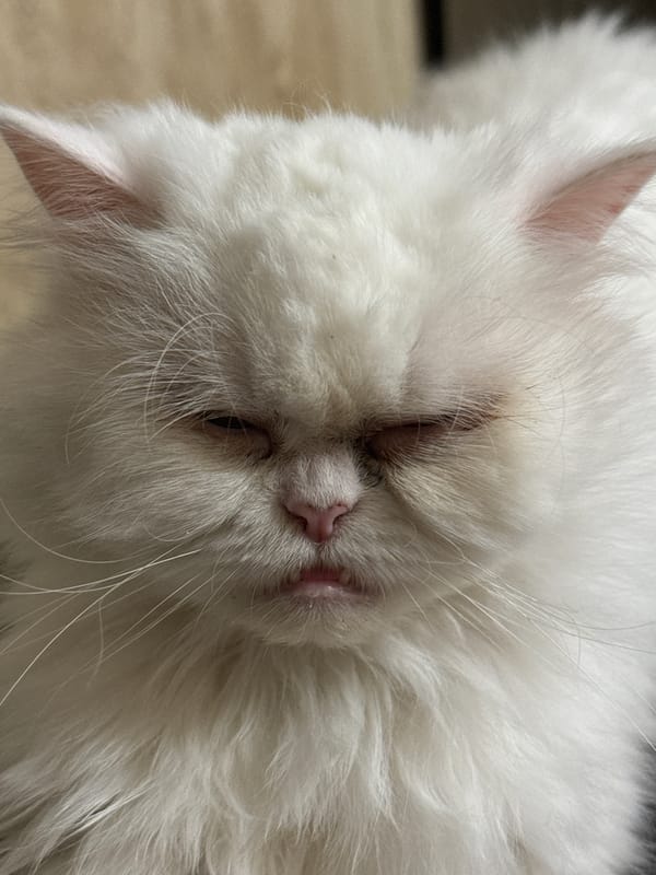 Persian Cat's Afternoon Nap Session Captured in Burgas