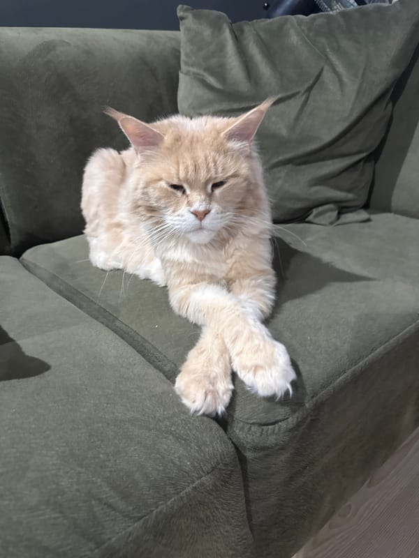 Domestic cats documented lounging peacefully in Turkish home