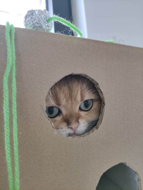 Orange tabby cat spotted peering through cardboard hole