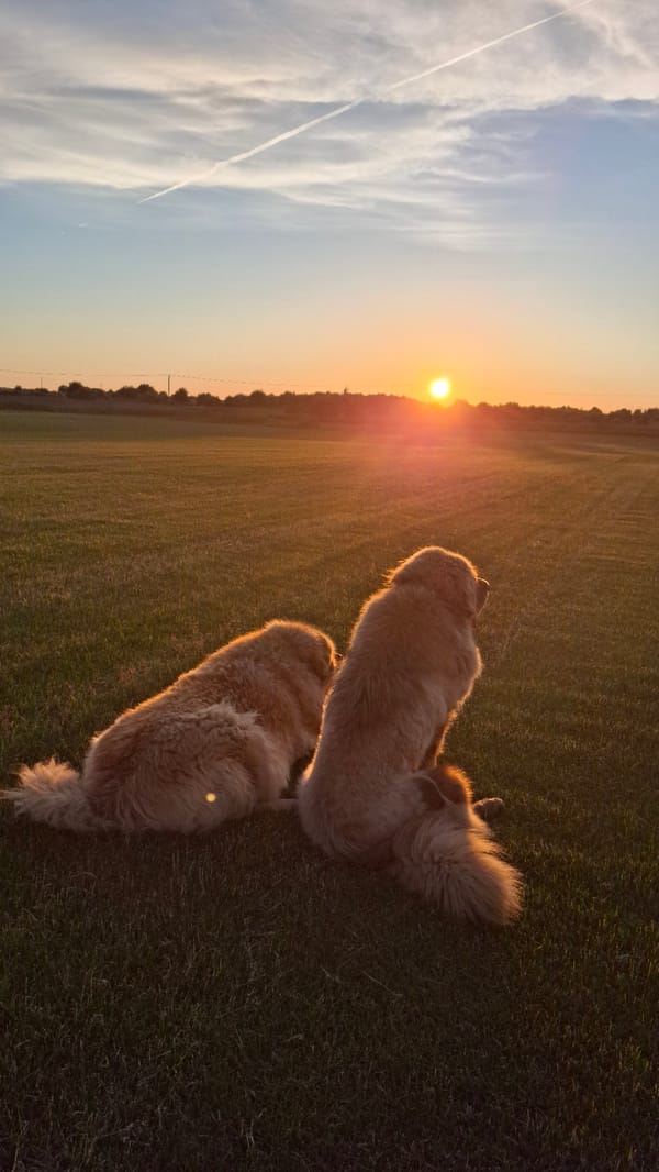 Golden hour dog walk on Russian grasslands, kids playing nearby