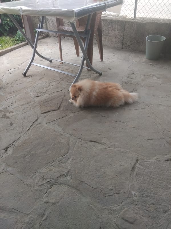 Pomeranian dog spends morning on stone patio in Bulgarian town