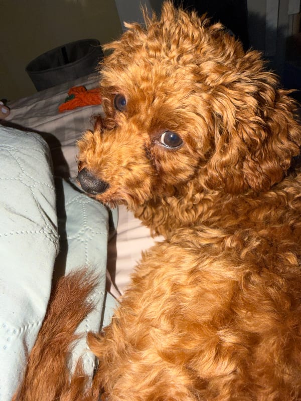 Brown poodle at home in Sofia, playing and resting