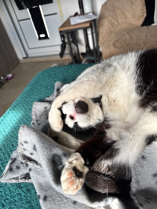 Cat naps peacefully on blanket in domestic indoor setting