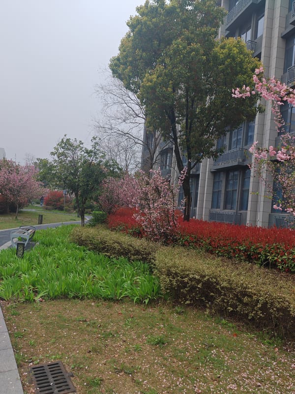 Spring cherry blossoms and daily life captured in Jiangning District