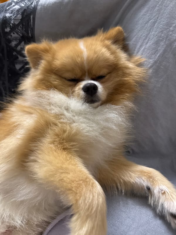 Person captures quiet afternoon moments with beloved Pomeranian in Bulgaria