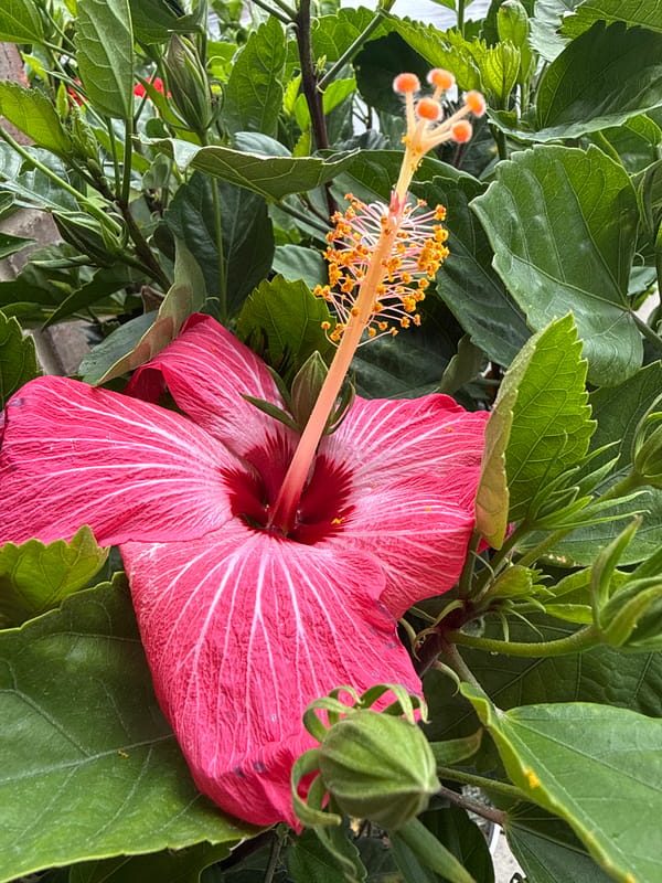 Pink hibiscus flower photographed in bloom in Columbus