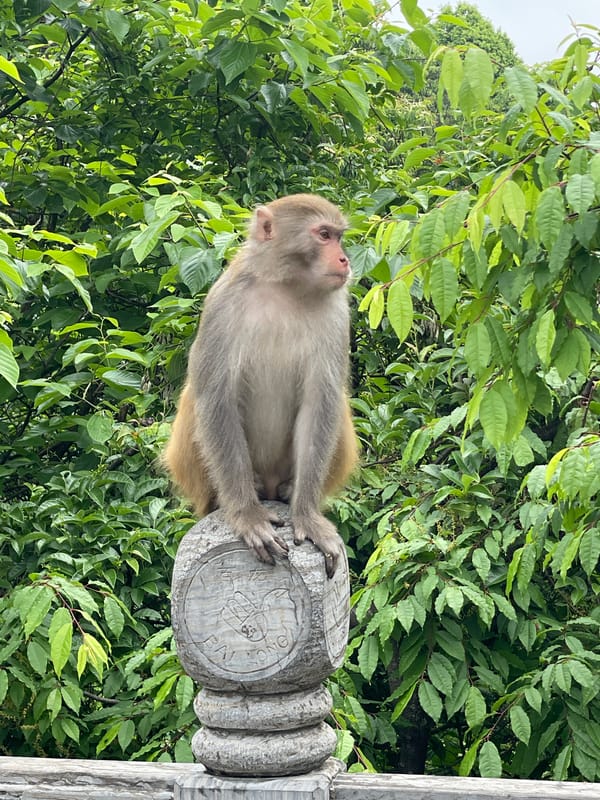 Monkey spotted on stone bridge railings in Luoguta, China