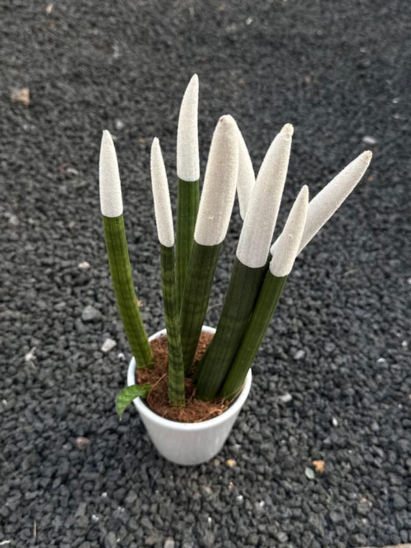 Quiet domestic moments captured in Yaiza, Spain