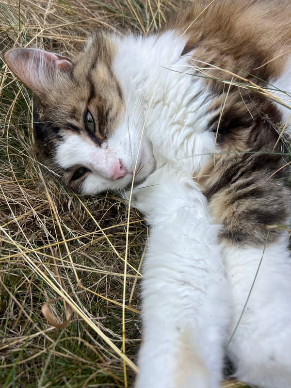 Lazy summer afternoon with backyard cats in Fontanka, Ukraine