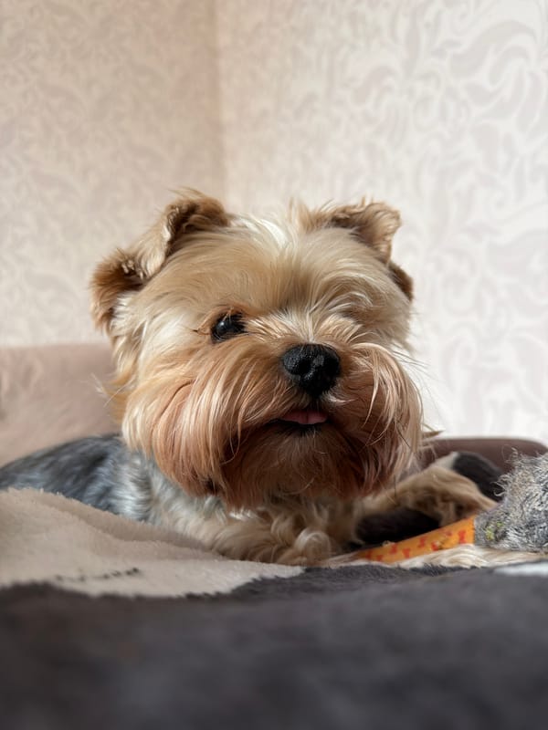 Yorkshire Terrier rests with toys in Krasnoyarsk home