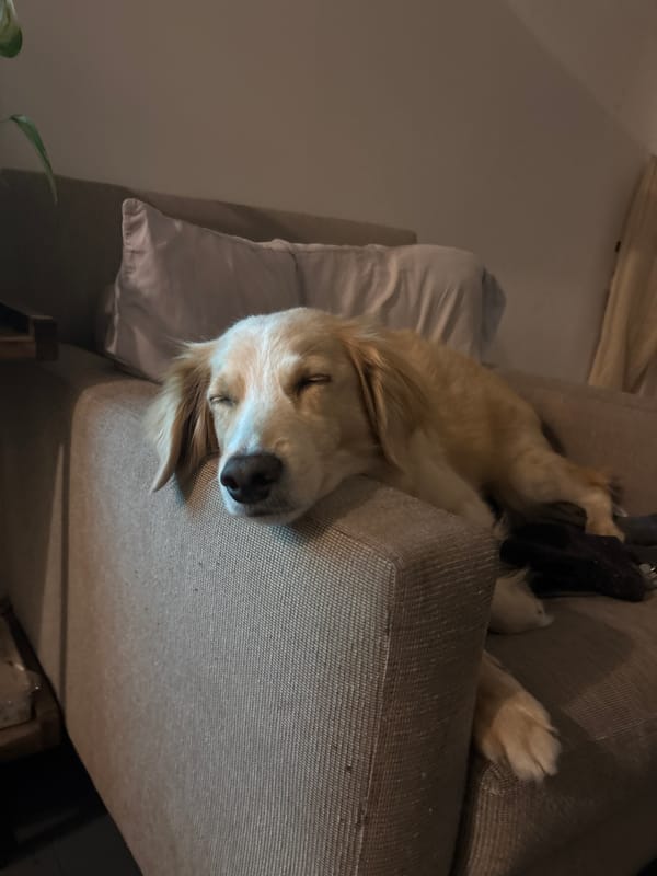 Early morning bonding moments between person and golden retriever