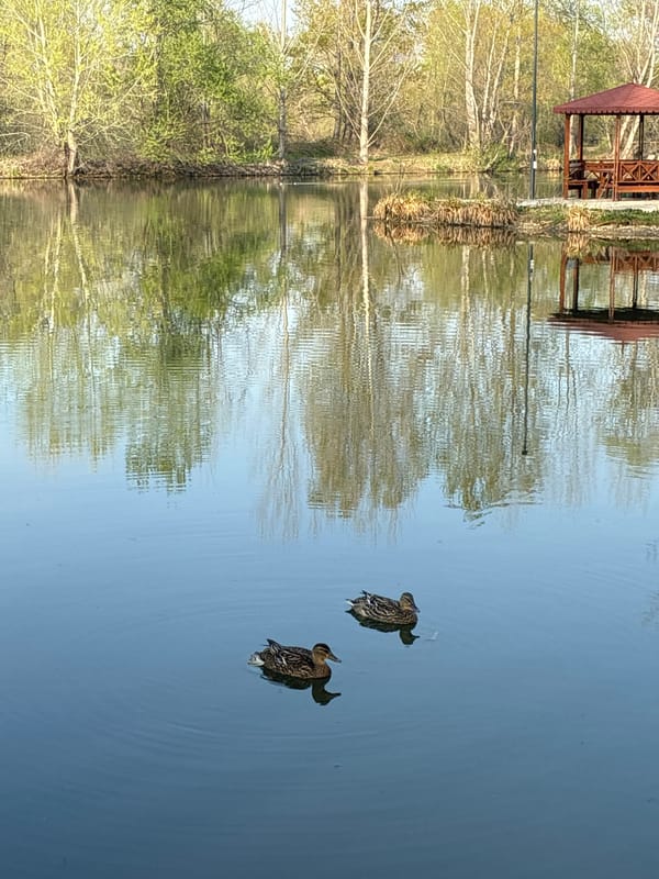 Peaceful afternoon documented at Septemvri lake with wildlife, visitors