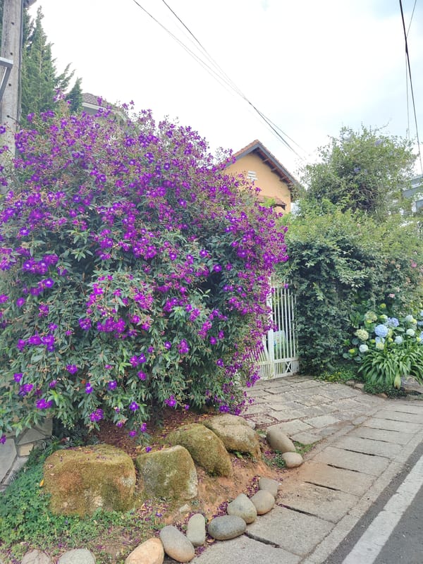 Morning garden walk documented in Đà Lạt's Lâm Viên district