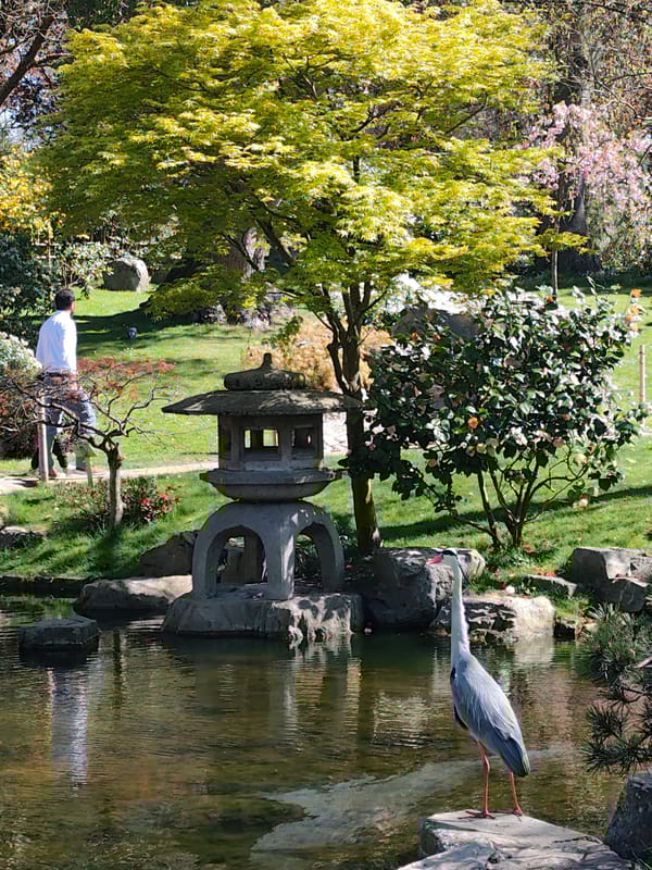 Gray heron spotted in London's Kyoto Garden pond