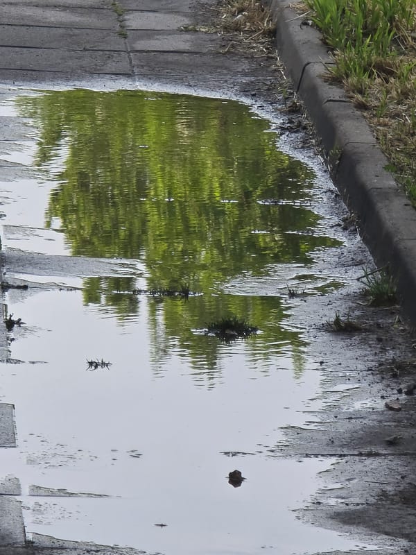 Urban observer captures puddle reflections, paved surfaces, blooming rose