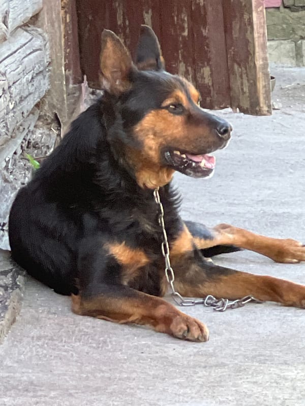Chained dog resting outside a building in Mahilyow, Belarus