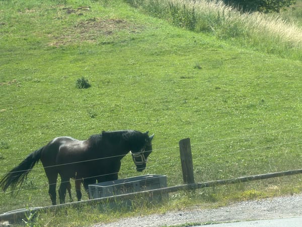 Chill afternoon indoors and out, horses, energy drinks, blue skies