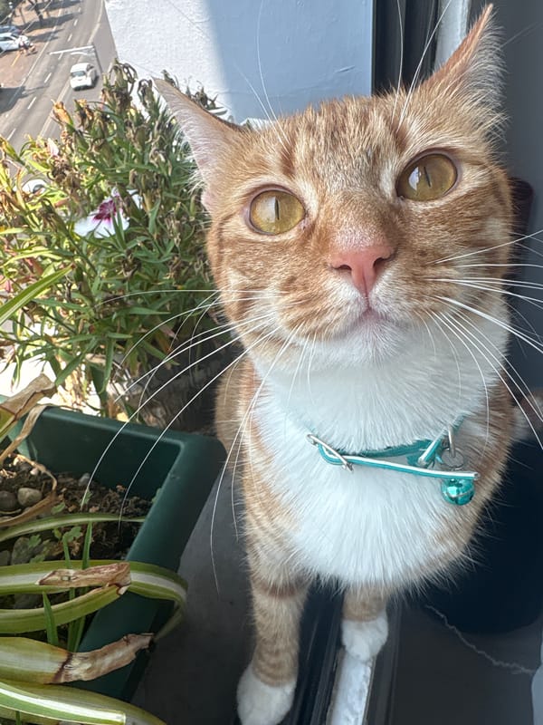 Orange tabby cat photographed looking up in Mexico City