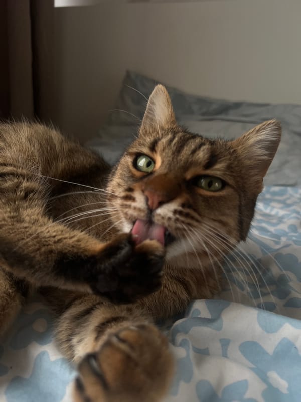 Tabby cat enjoys extended petting session in Beverwijk home