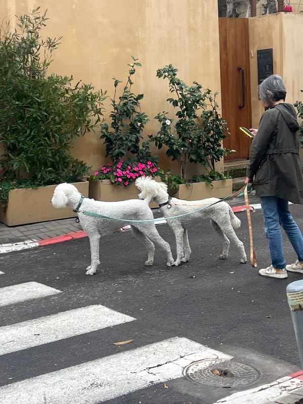 Woman walks white poodles on Tel Aviv street