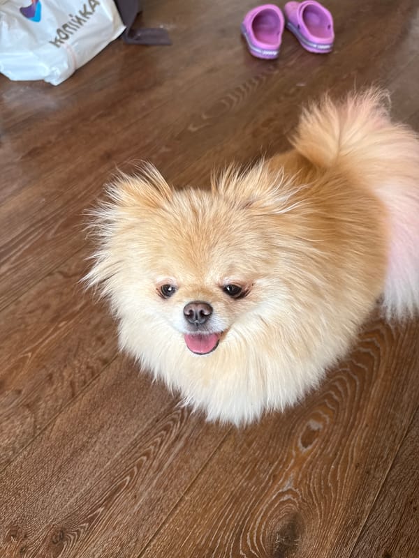 Pomeranians at home, then a drive out to the coast