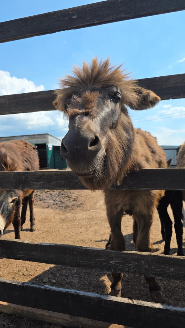 Zoo visit captures animals and visitors in Inzelga, Russia