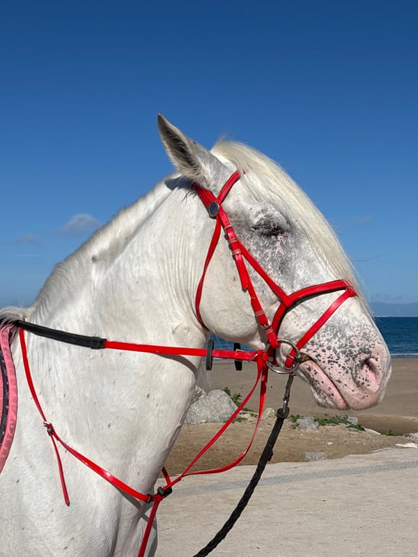 Man rides white horse on Tangier beach promenade